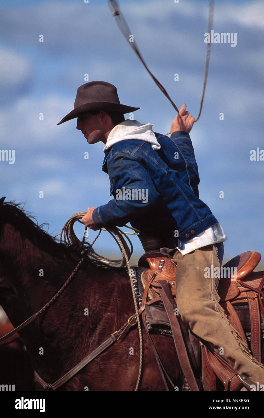 Signor giovani cowboy roping vitelli da cavallo Foto Stock