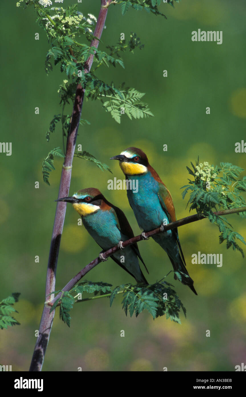 Unione Bee Eater Lesbo Foto Stock