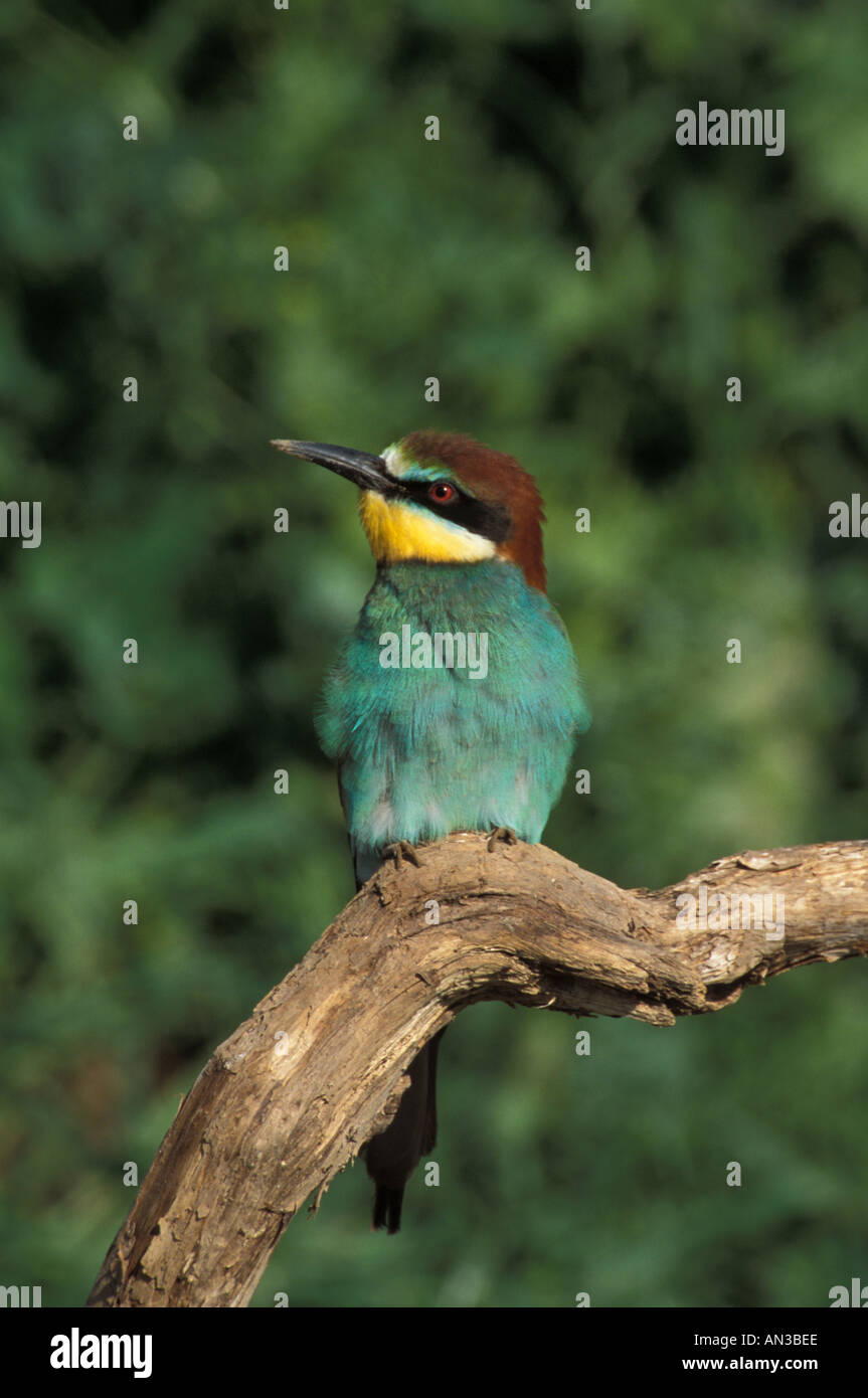 Unione Bee Eater Lesbo Foto Stock