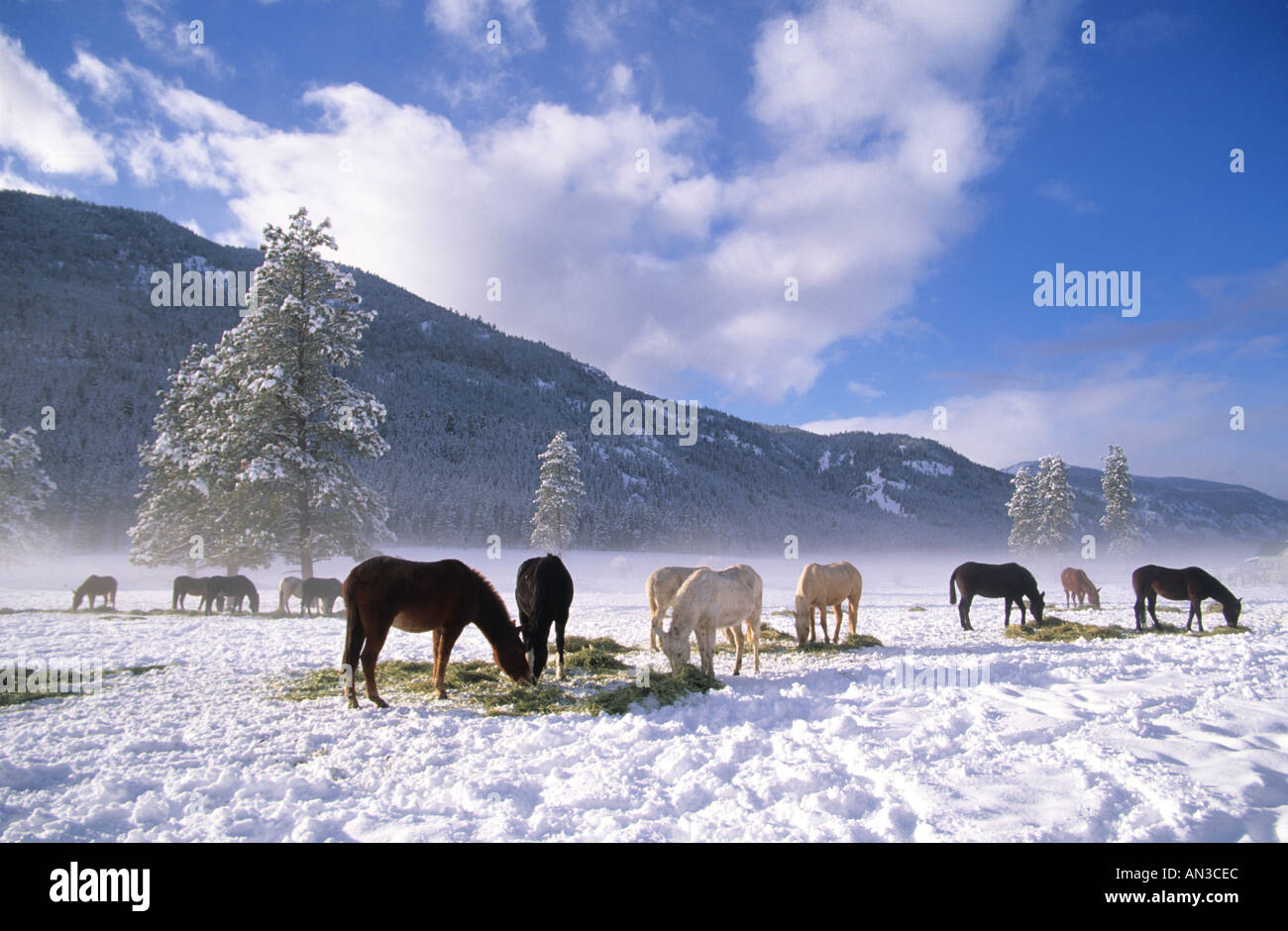 Alimentazione cavalli sul fieno in inverno la neve Methow Valley nello Stato di Washington STATI UNITI D'AMERICA Foto Stock