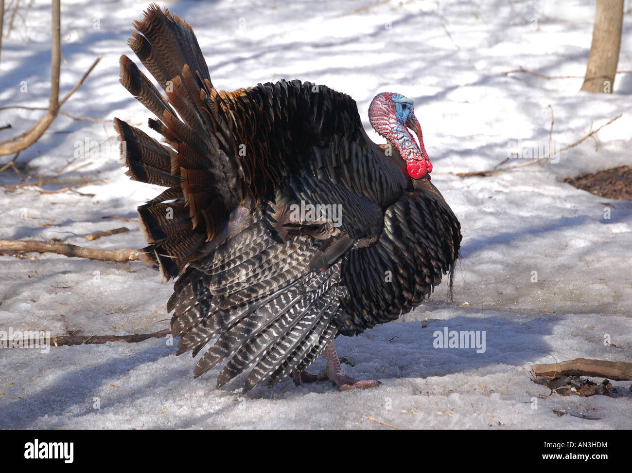 Un maschio selvatico in Turchia in inverno. Foto Stock