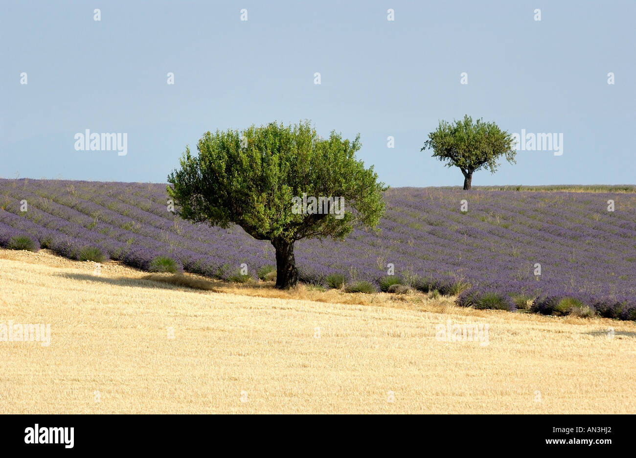 Olivi in un campo di lavanda, Plateau de Valensole, Alpes de Haute Provence, Provence-Alpes-Côte d'Azur, Francia Foto Stock