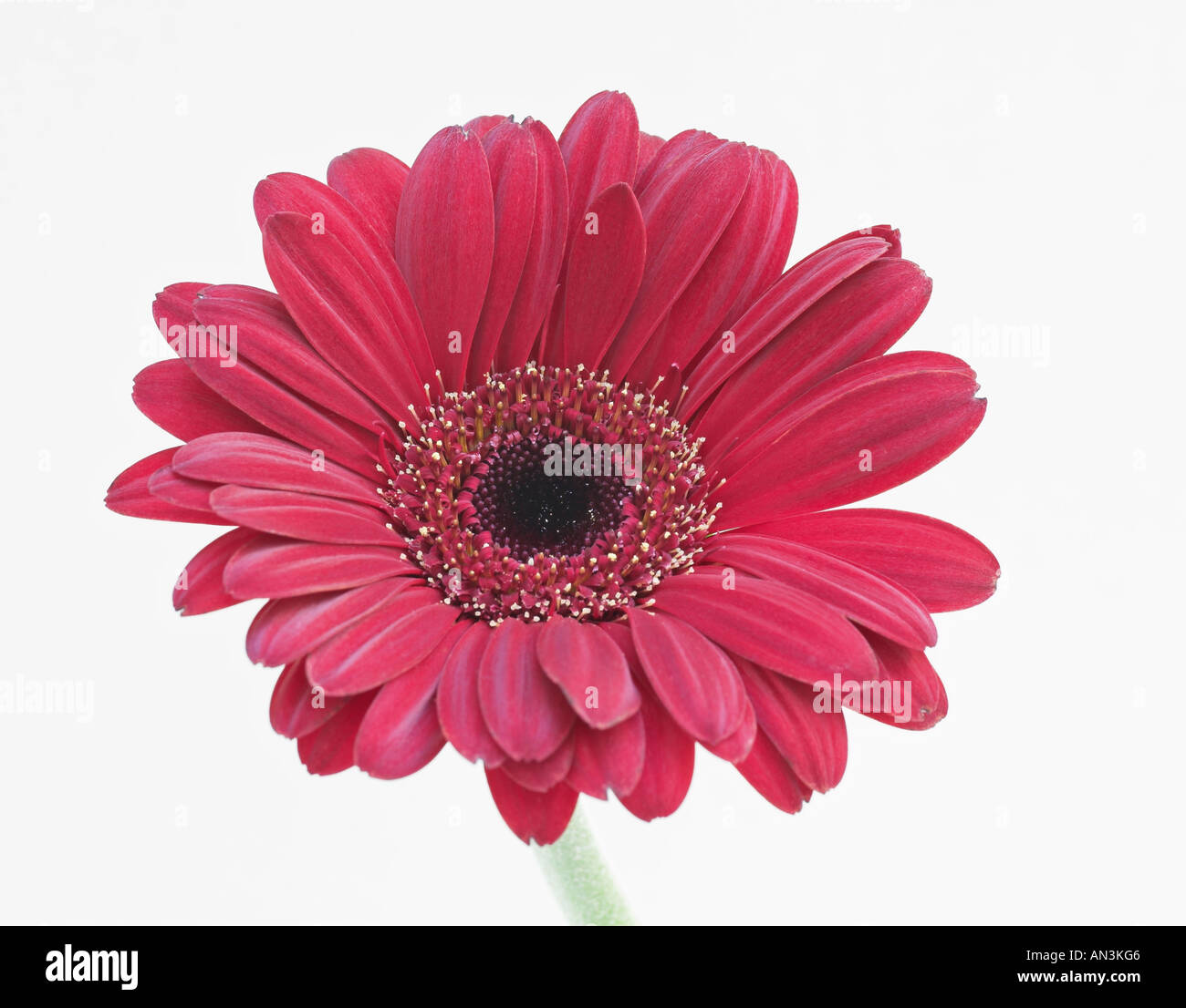 Singolo fiore gerbera primo piano su sfondo bianco Foto Stock