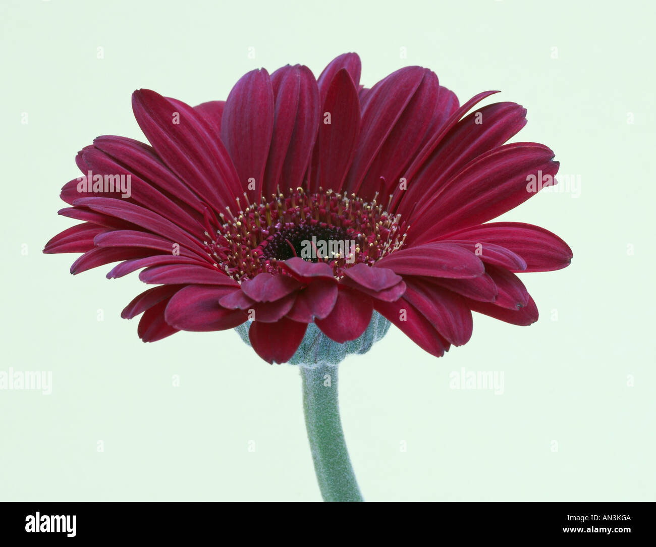 Singolo maroon gerbera con sfondo verde chiaro Foto Stock