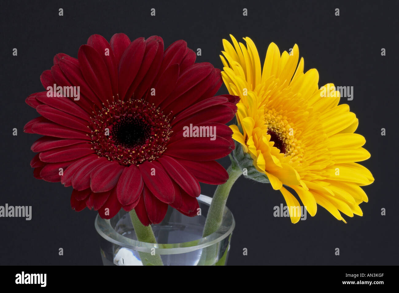 Marrone e giallo le gerbere con sfondo nero Foto Stock