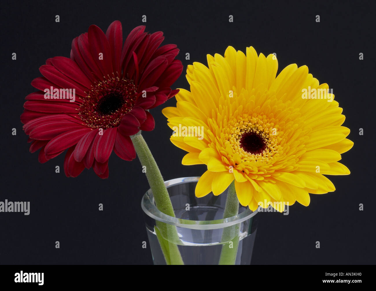 Marrone e giallo le gerbere con sfondo nero Foto Stock