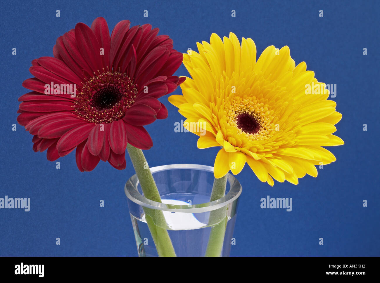 Marrone e giallo le gerbere con sfondo blu scuro Foto Stock