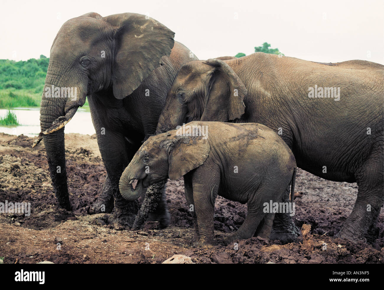 Femmina d'elefante e vitello all'arca Salt Lick Aberdares Parco Nazionale del Kenya Foto Stock