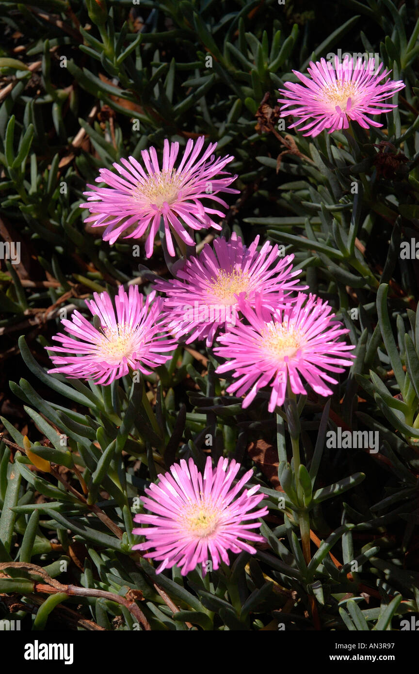 Primo piano di piante di ghiaccio viola fiori di piante mesembrianthemum Foto Stock