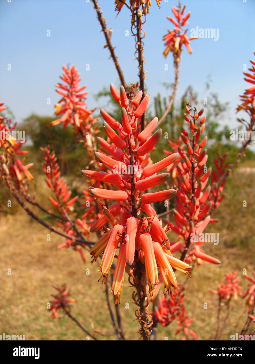 Fioritura Aloe Butiaba Foto Stock