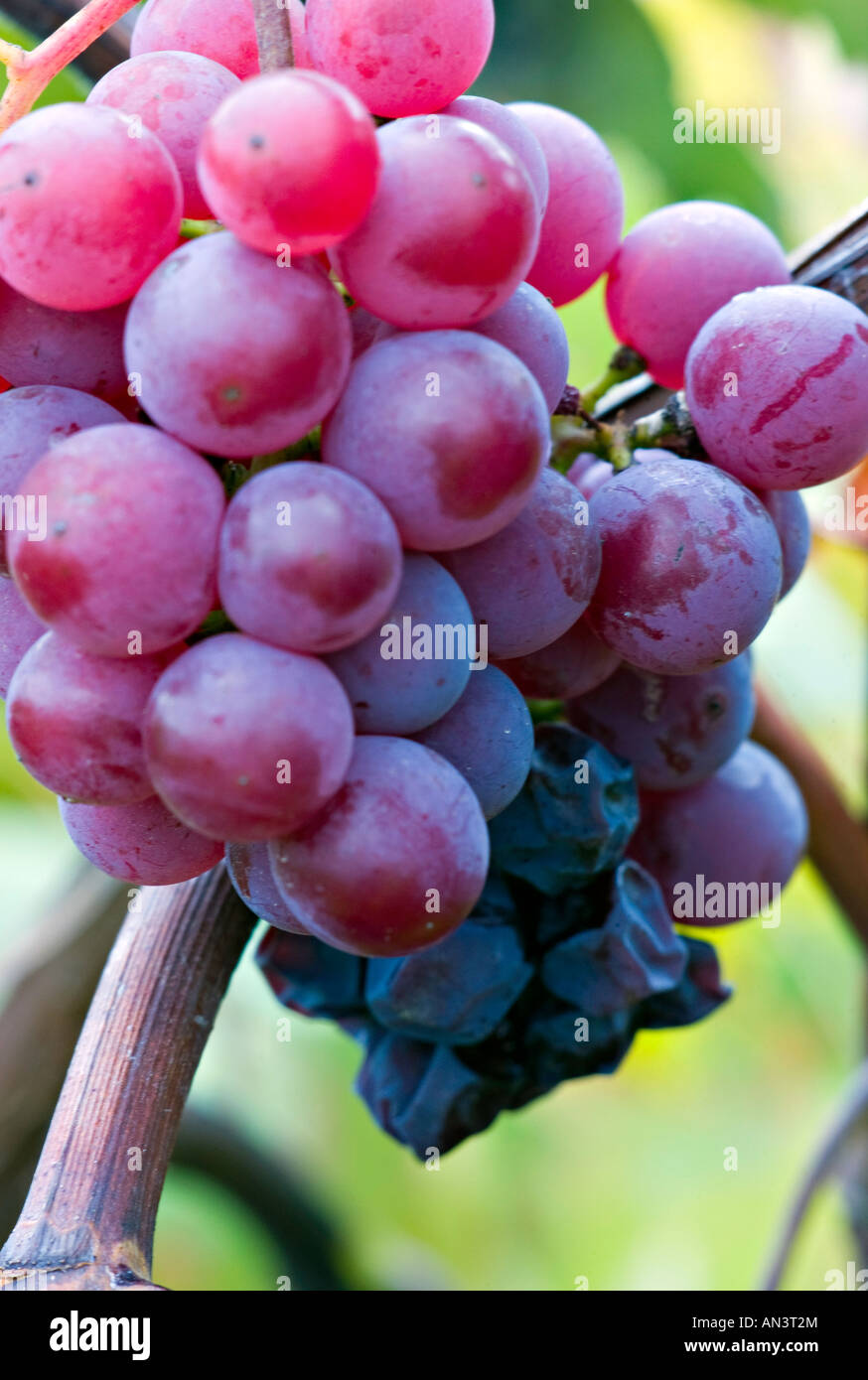 NEW YORK KEUKA Finger Lakes Wine distretto dello Stato di New York della cantina con uva lasciata sulle vigne di congelare per il vino di ghiaccio Foto Stock