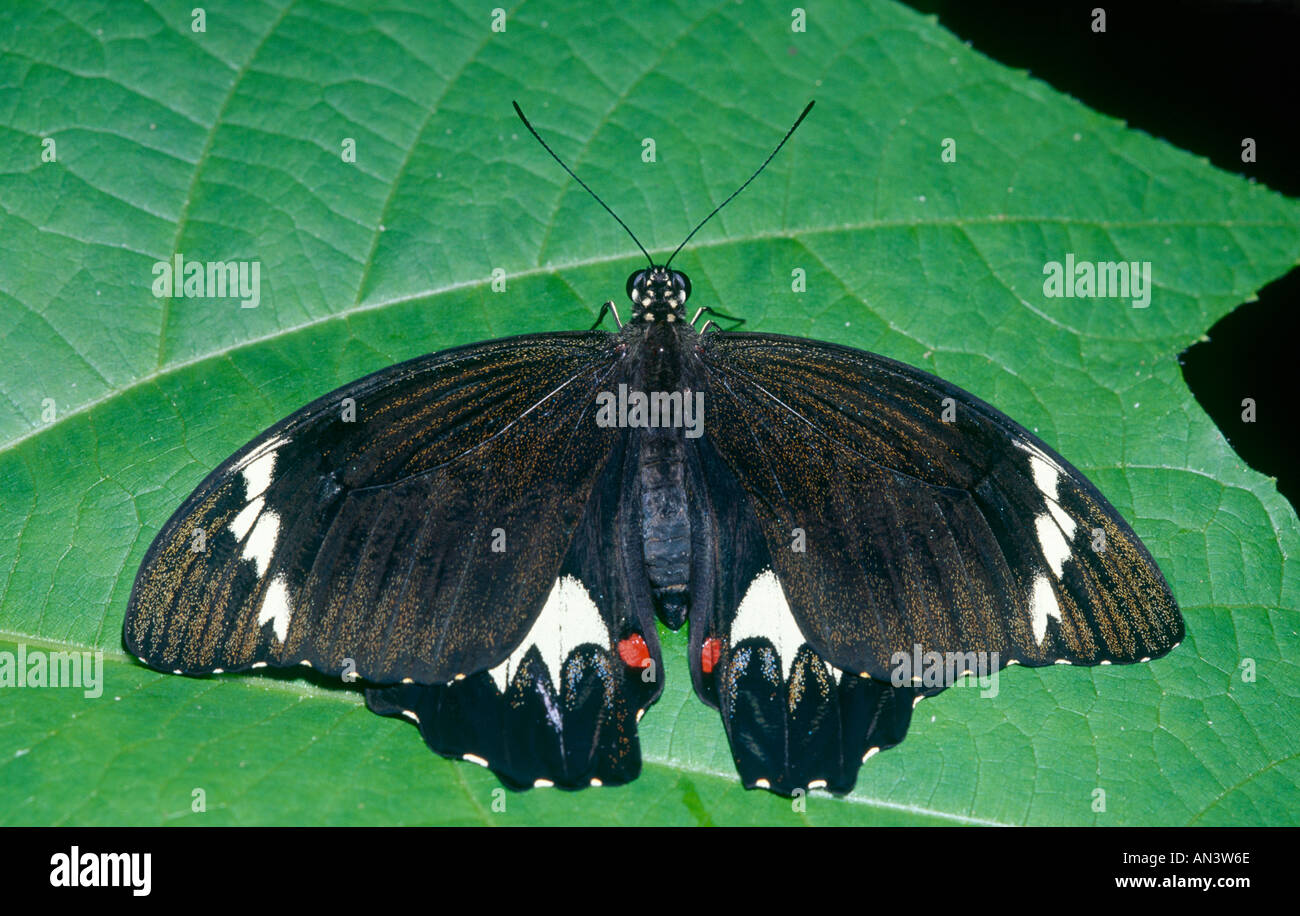 Maschio australiano orchard a coda di rondine in appoggio sulla foglia verde Foto Stock