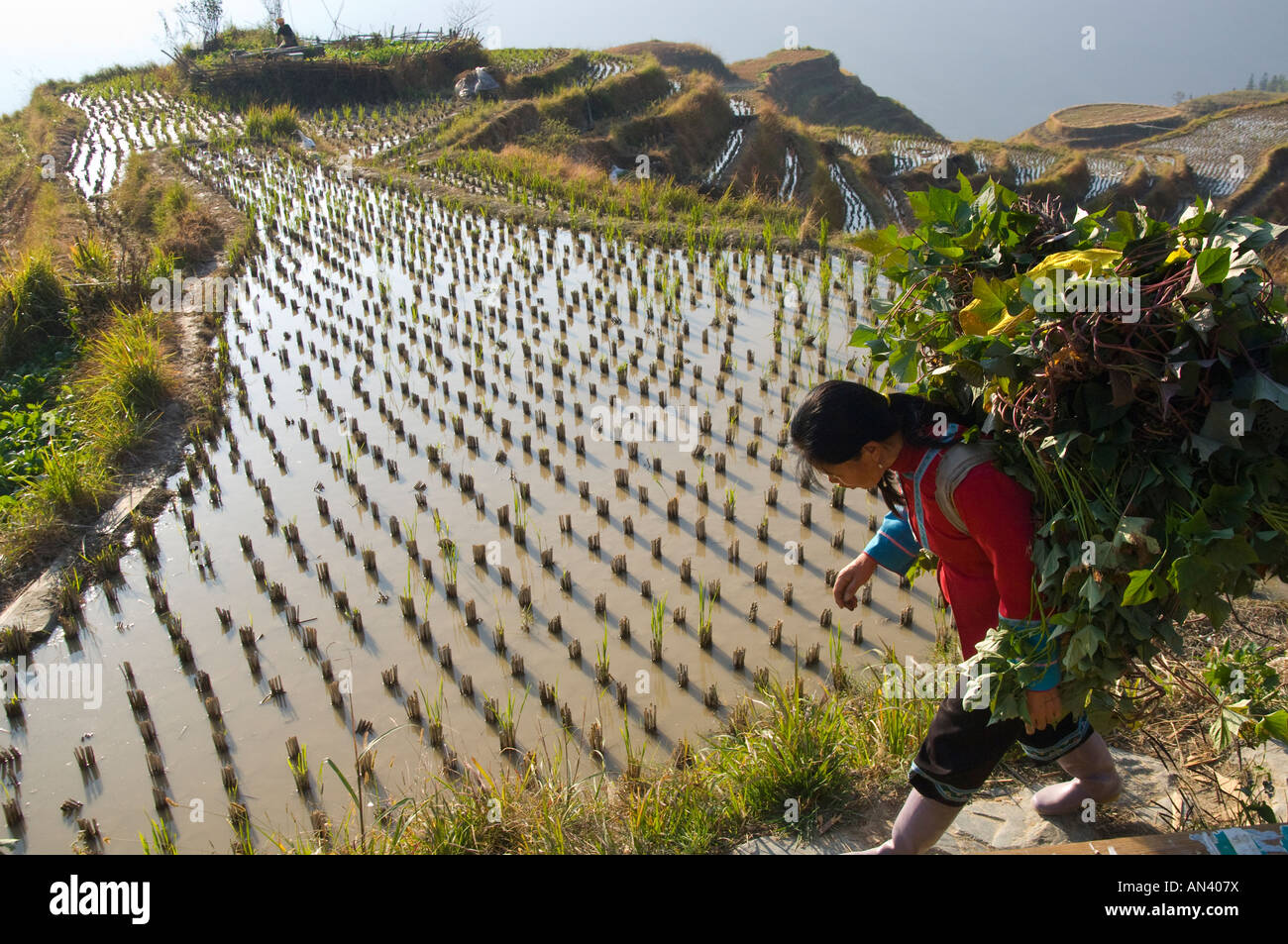 Cina Guangxi dorsale del drago terrazze di riso Longji Titian femmina contadino al lavoro in terrazze Foto Stock