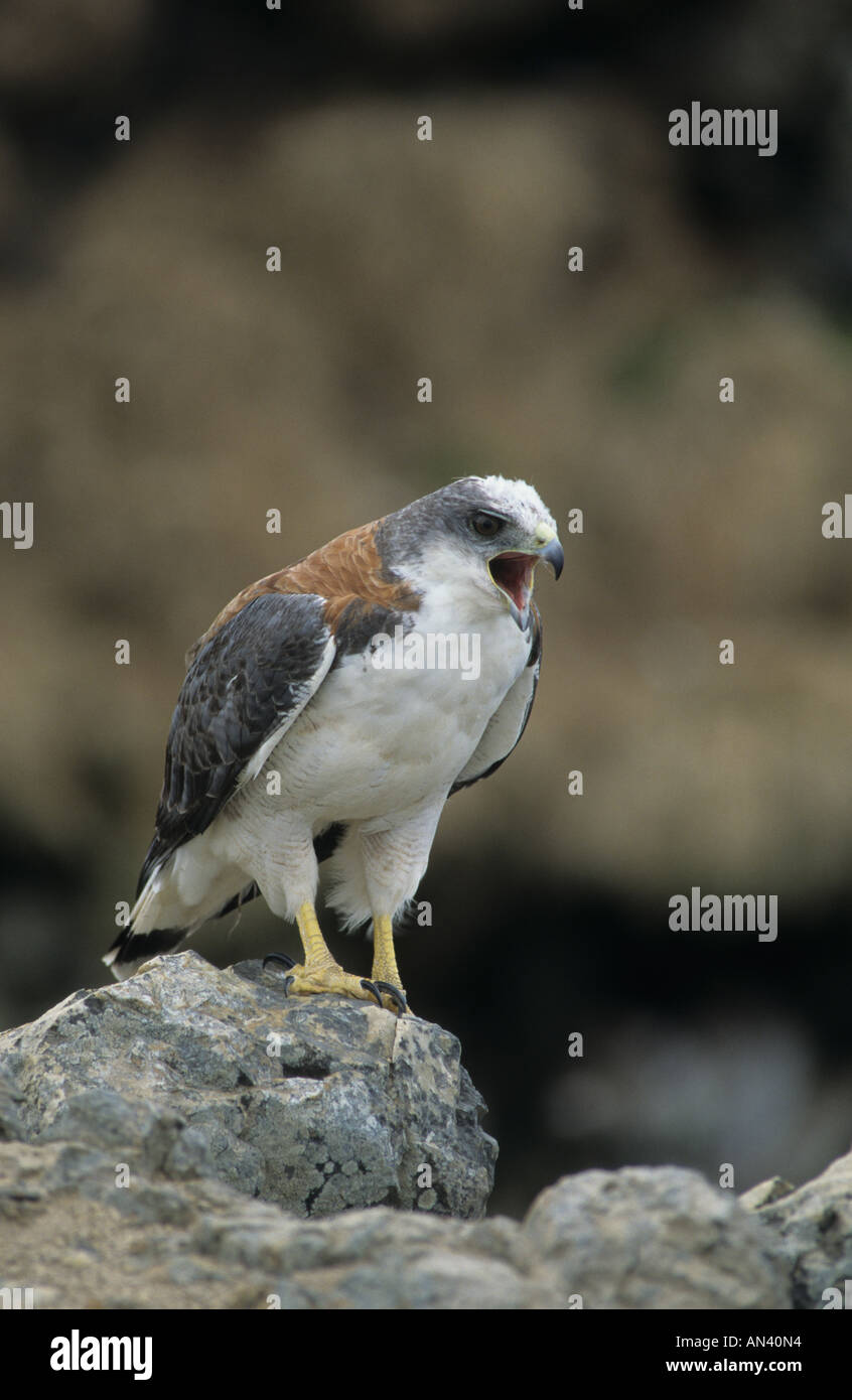 Redbacked Hawk Buteo polyosoma femmina Falklands chiamante Foto Stock