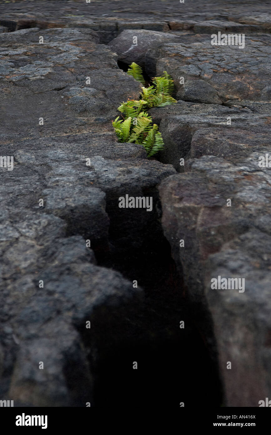 La felce crescono fuori di lava raffreddata nel Parco Nazionale dei Vulcani delle Hawaii Foto Stock