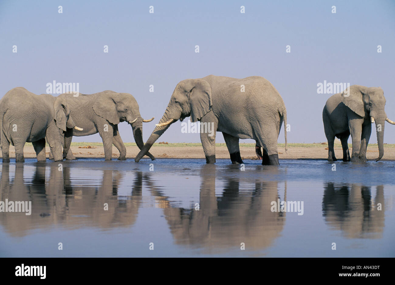 Riflessioni di elefante in waterhole (Loxodonta africana) Foto Stock