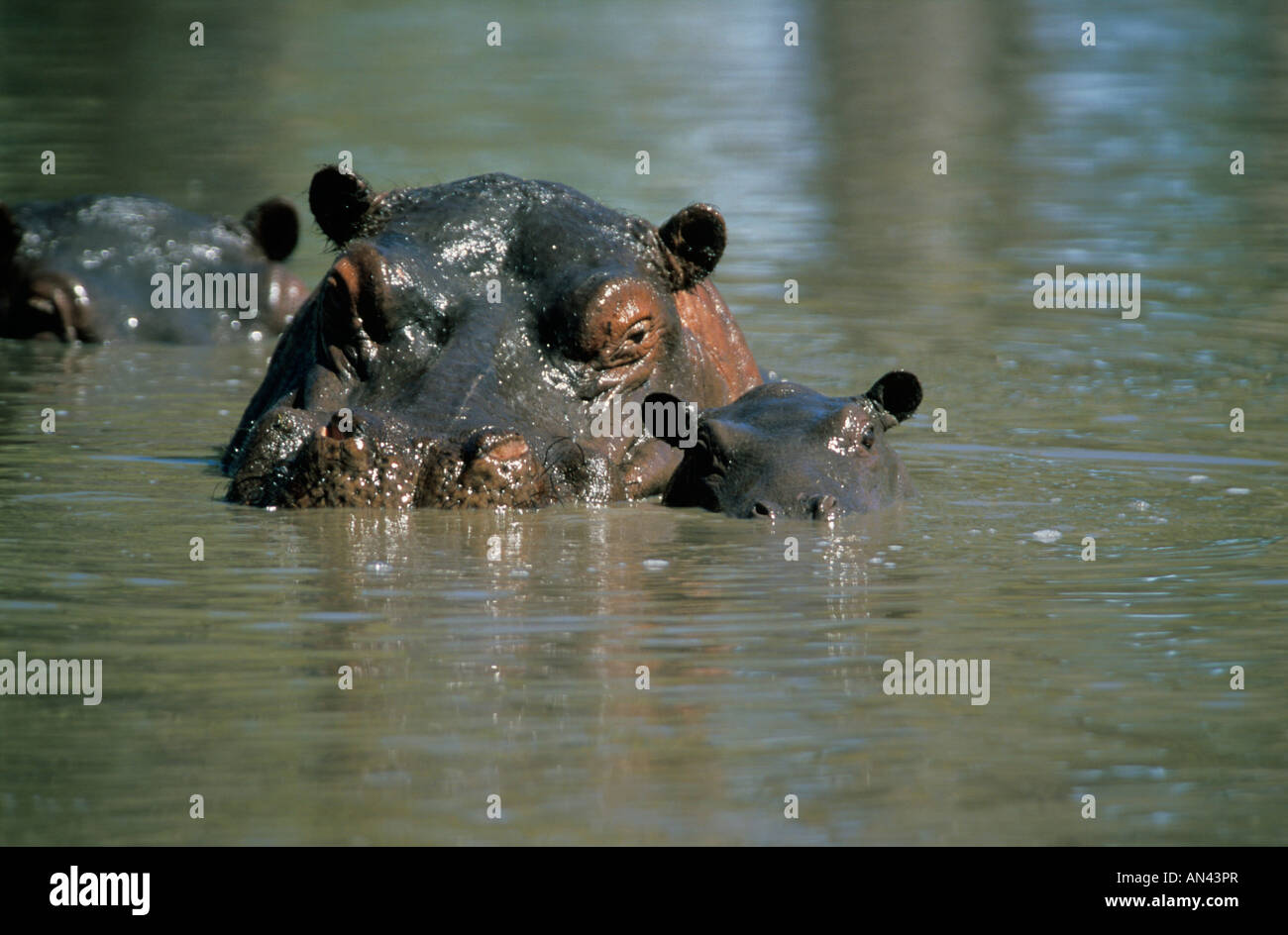 Ippona (Hippopotamus amphibius) con il bambino in acqua Foto Stock