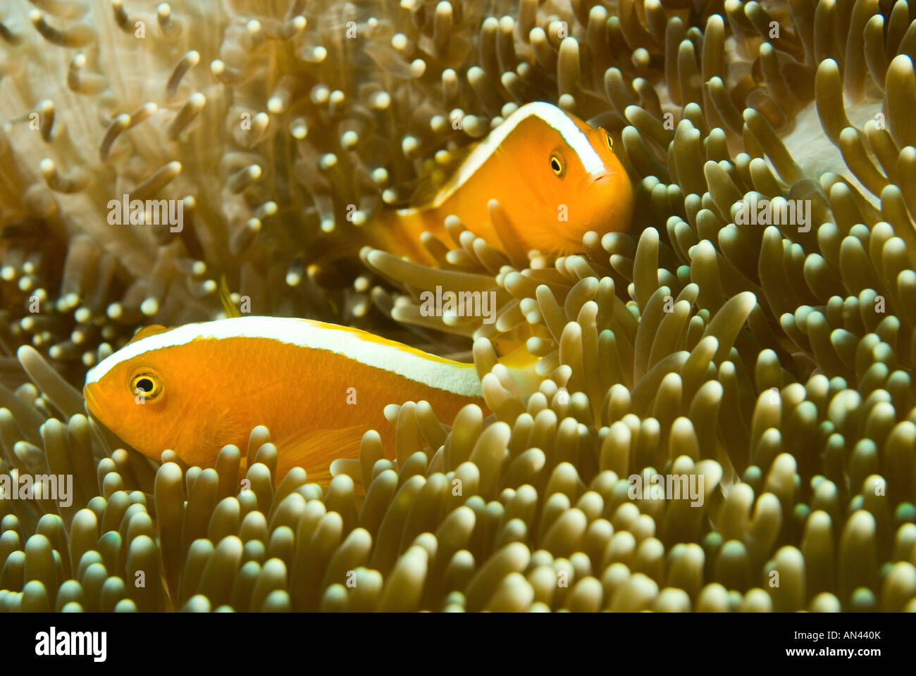 Orange anemonefishes Amphiprion sandaracinos in un Merten s anemone marittimo Parco Nazionale di Komodo Indonesia Foto Stock