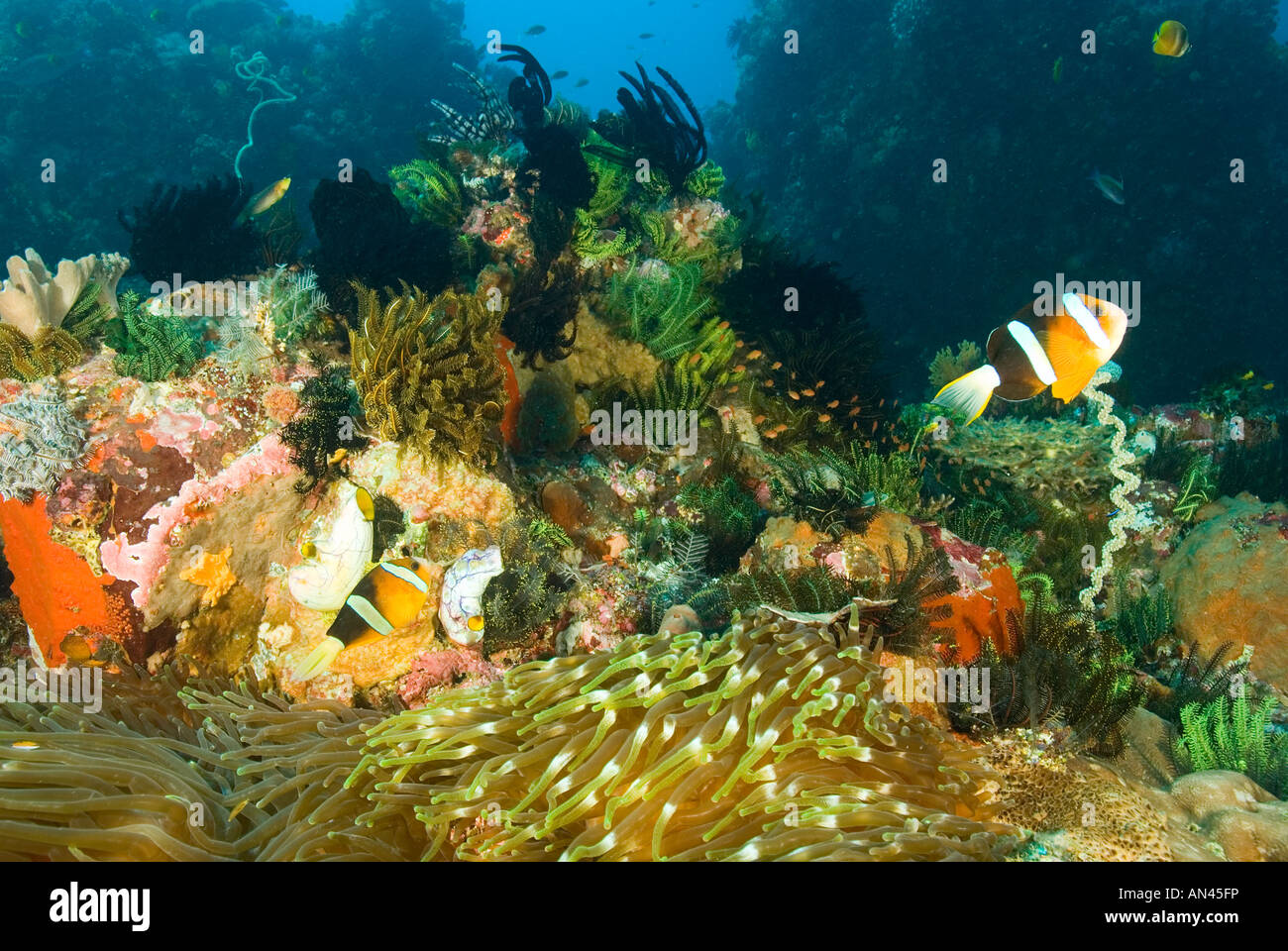 Reef scenic con Clark anemonefishes Amphiprion clarkii Parco Nazionale di Komodo Indonesia Foto Stock