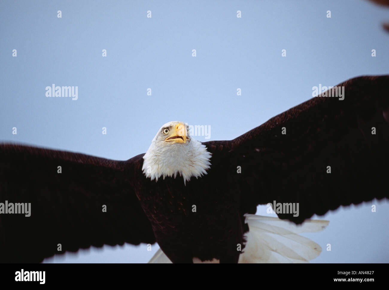 Aquila calva Haliaeetus leucocephalus adulto overhead deltaplano Alaska USA Foto Stock