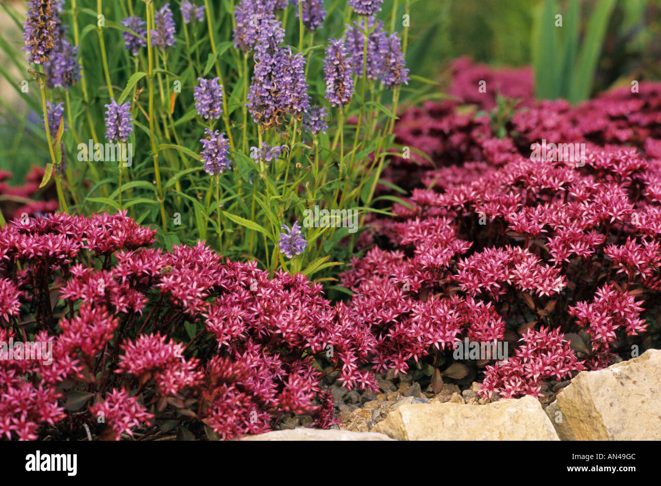 Due fila stonecrop (sedum spurium fuldaglut "' syn. phedimus spurius 'fuldaglut') Foto Stock