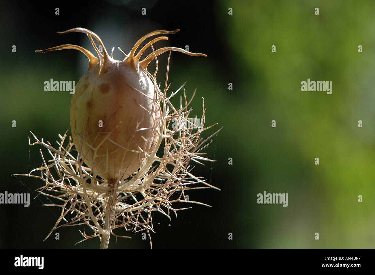 Un singolo Nigella seedhead Foto Stock