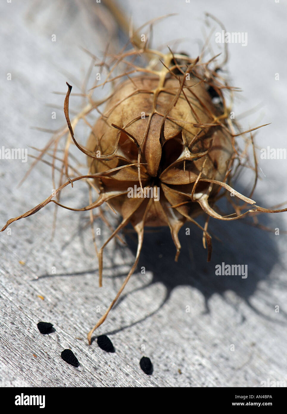 Un singolo Nigella seedhead con semi Foto Stock