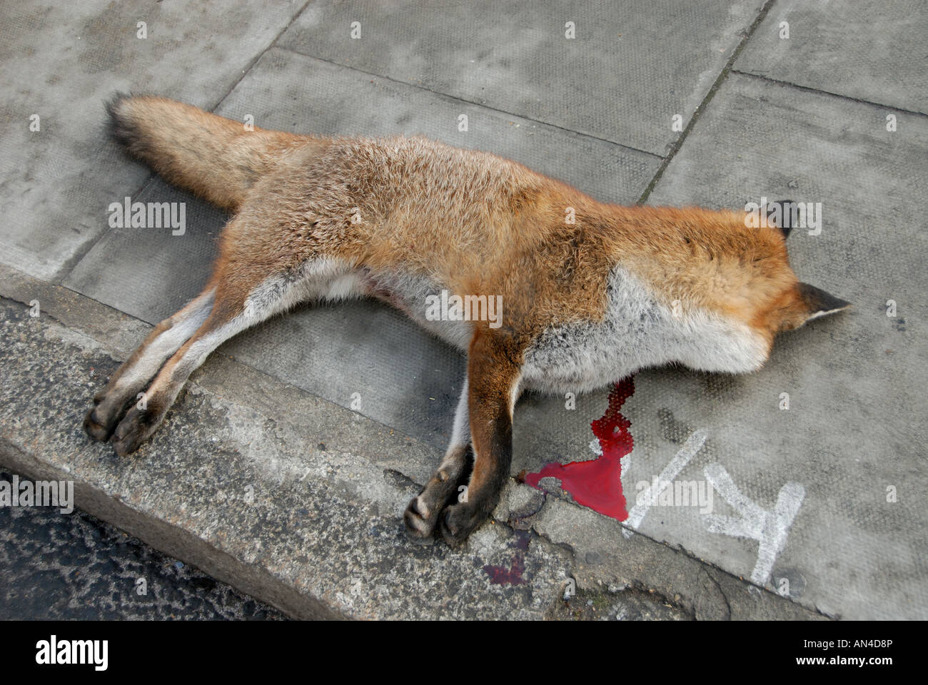 Dicembre 2007 London Shoreditch Dead fox sul marciapiede che è stato colpito da un auto Foto Stock