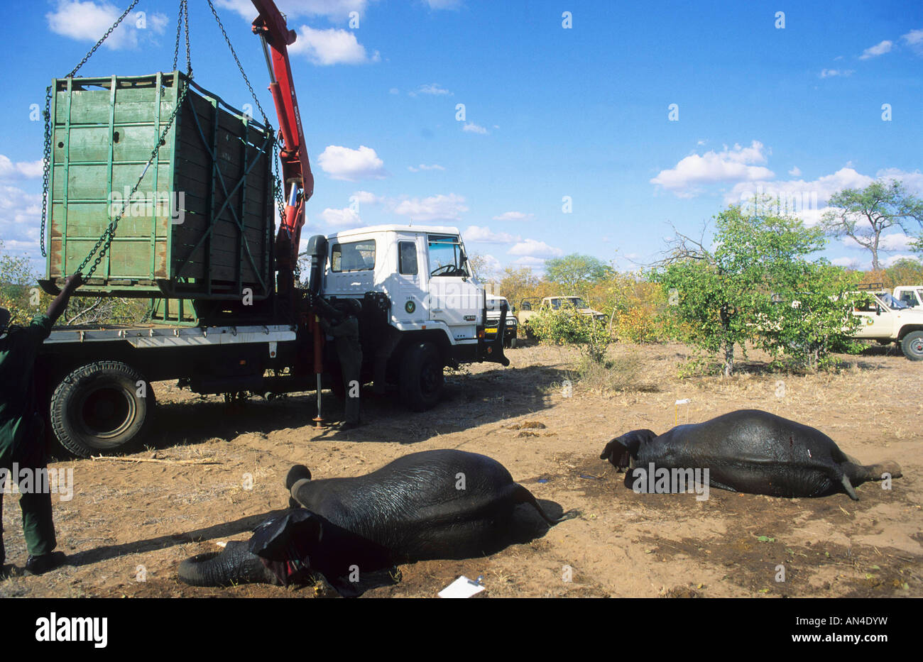 Due elefanti sedati giacciono a terra come un altro viene caricato in una cassa su di un camion per il trasloco (foto 1990) Foto Stock