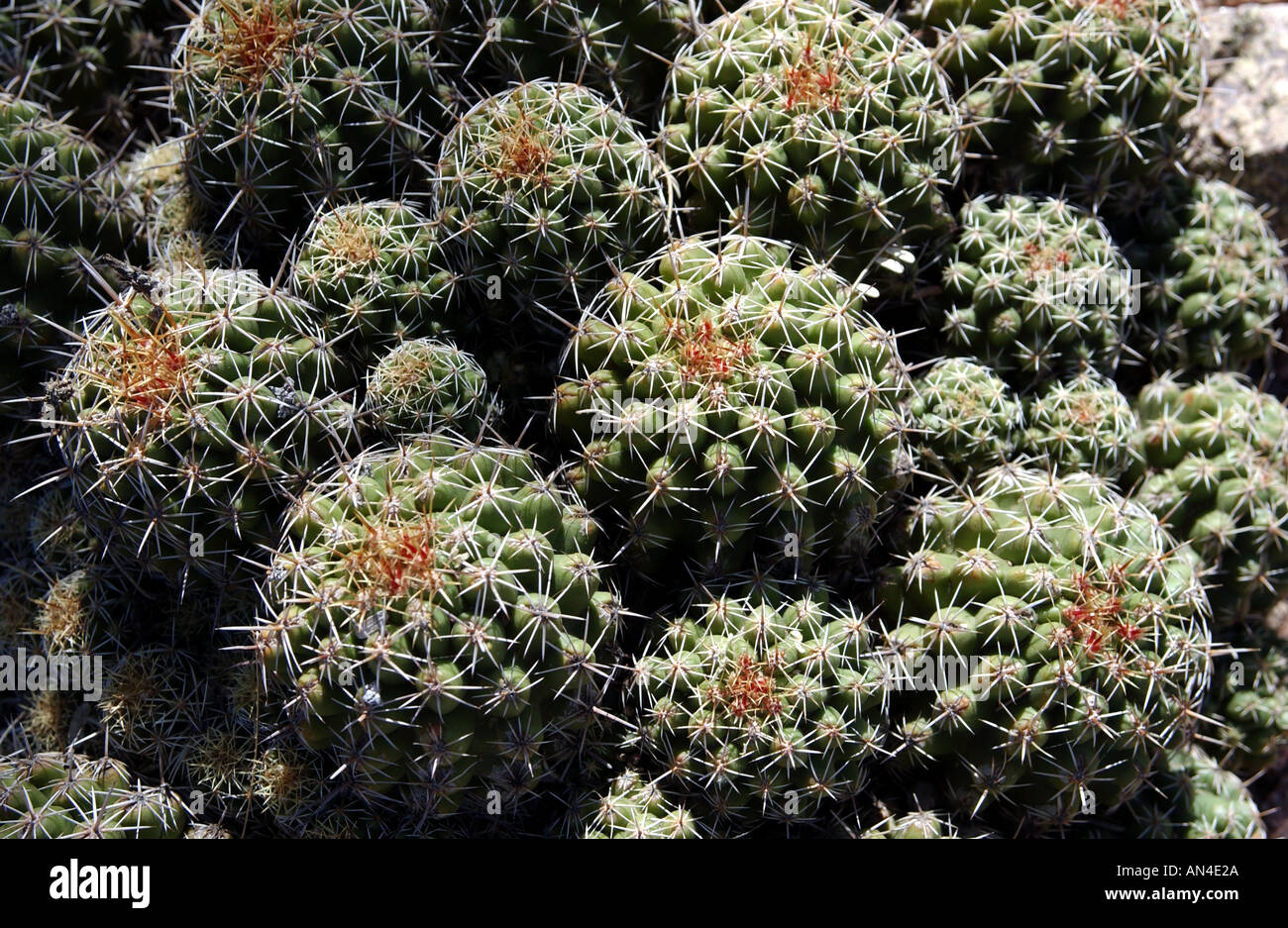 Ferocactus wislizenii canna Fishhook Cactus Arizona Deserto Sonoran Foto Stock