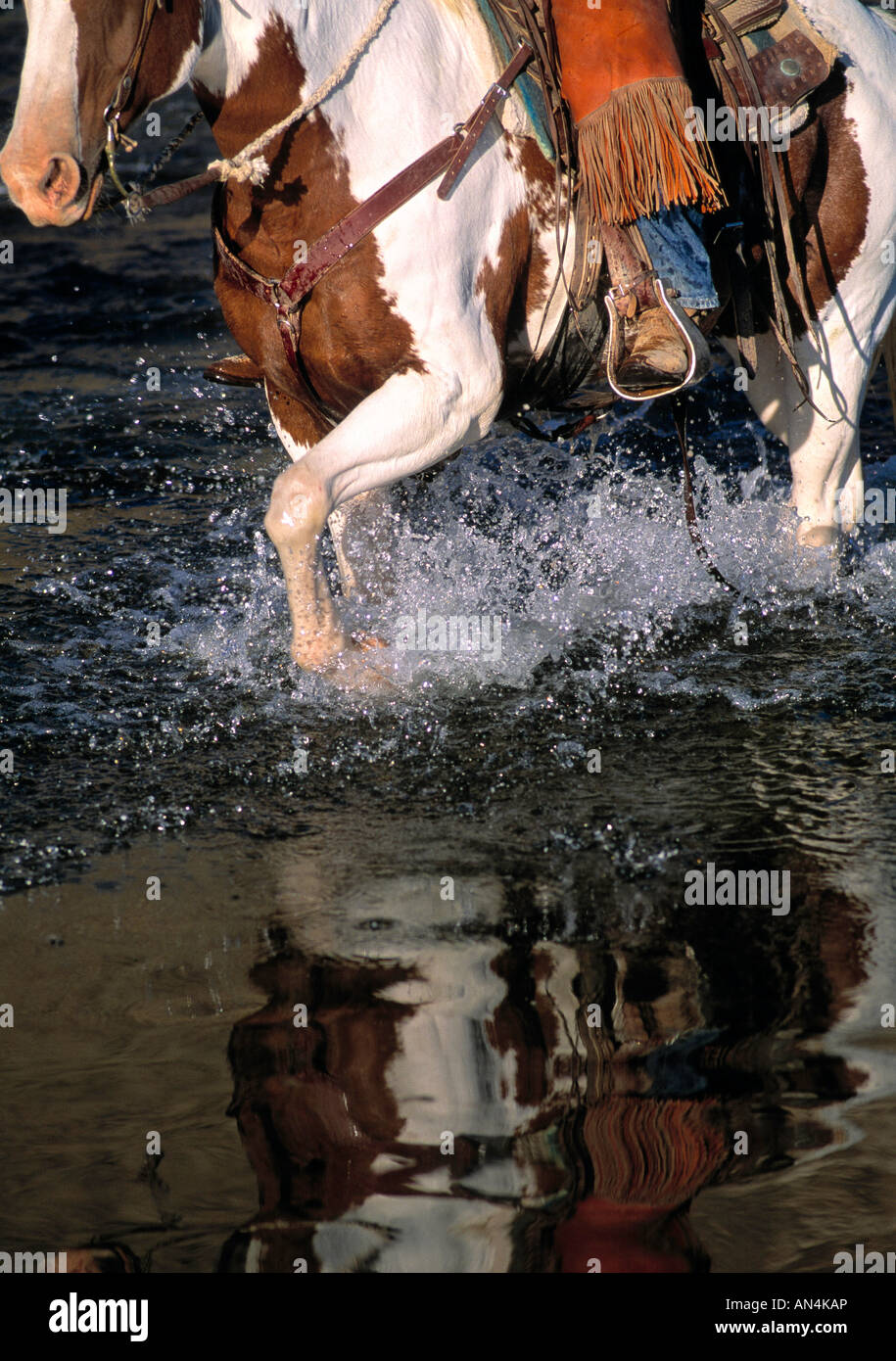 Signor cavalli in movimento attraverso una sezione poco profonda del fiume Owyhee Foto Stock