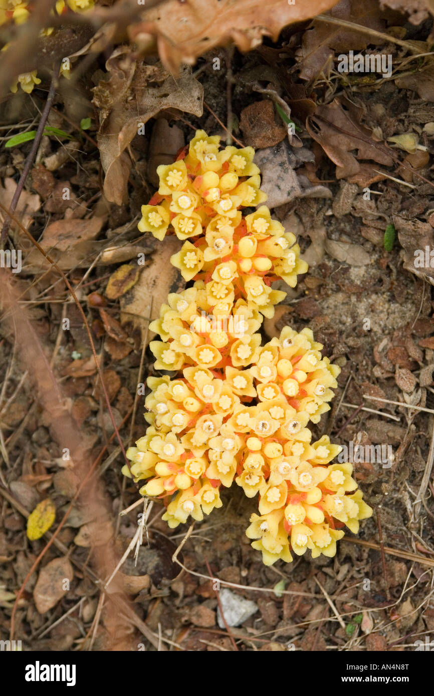 Una pianta parassita del cisto: Cytinus hypocistis (Francia). La Cytinelle, plante parasite du ciste (Francia). Foto Stock