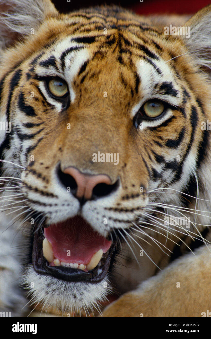 Tigre di Bengala Foto Stock