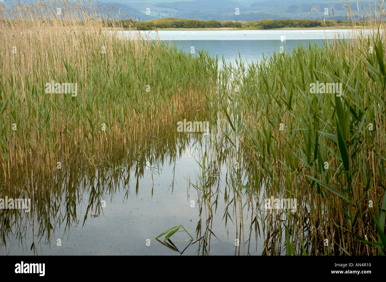 Piscina Kenfig Canneti Kenfig Riserva Naturale Bridgend Galles del Sud Foto Stock