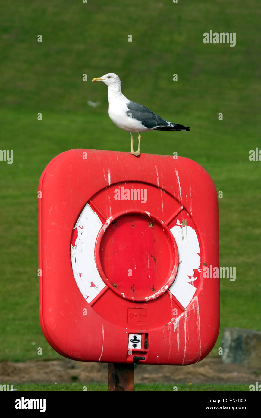 Herring gull Larus argentatus appollaiato sulla cima della vita guardiano della cinghia Foto Stock