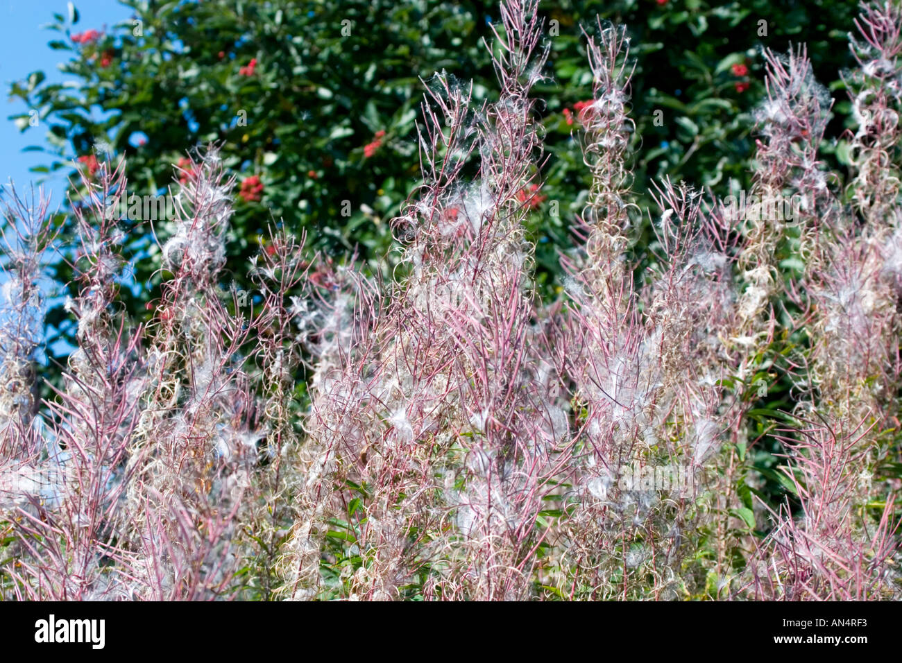 Grande gruppo di Willow herb circa per rilasciare i semi nel vento Foto Stock