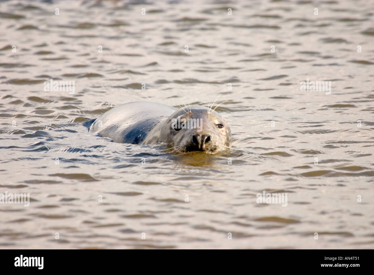 Singolo adulto guarnizione grigio a nuotare in mare al largo della costa della Punto Tentsmuir Fife Scozia Scotland Foto Stock