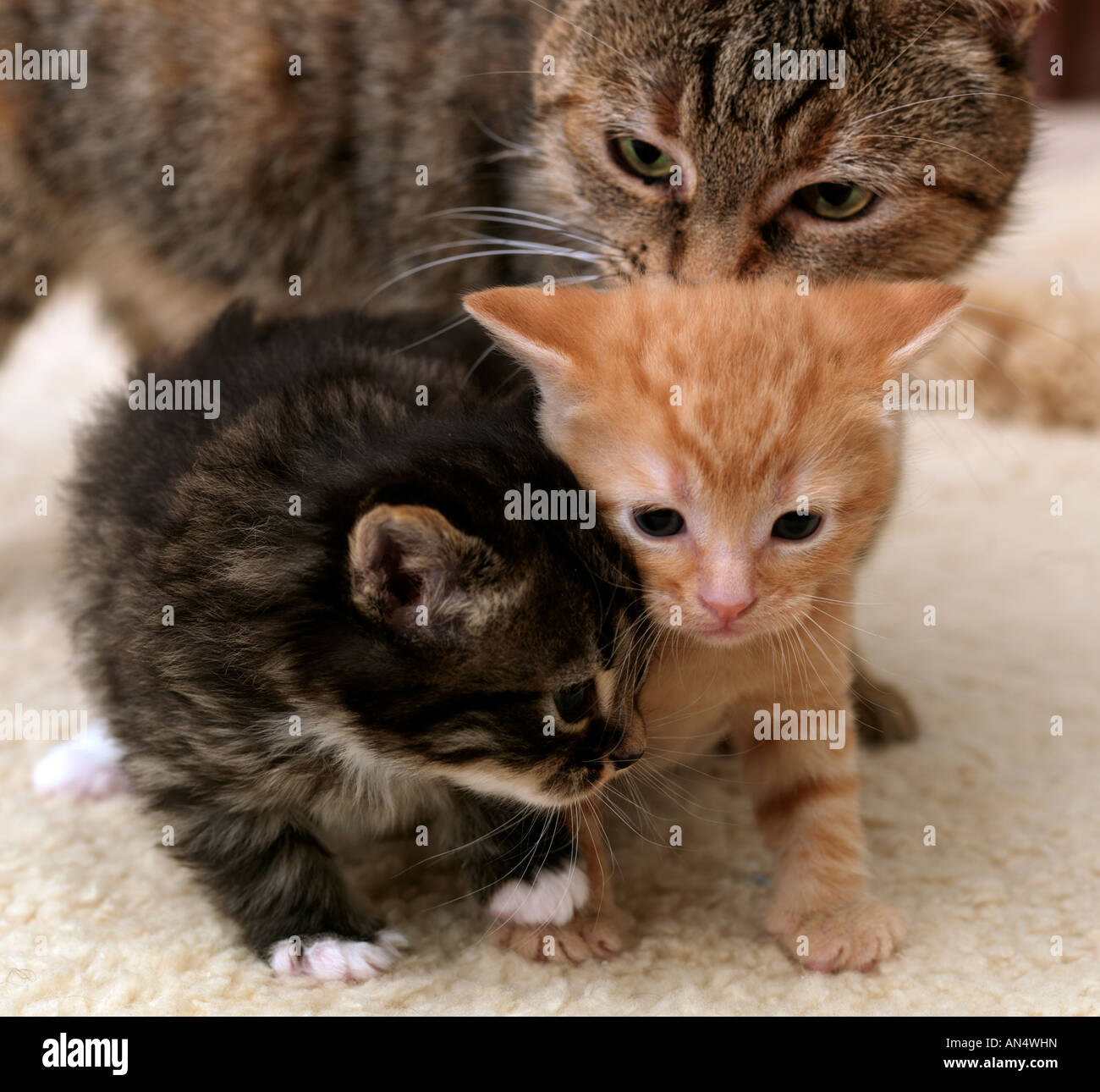 Gatto e due gattini Foto Stock