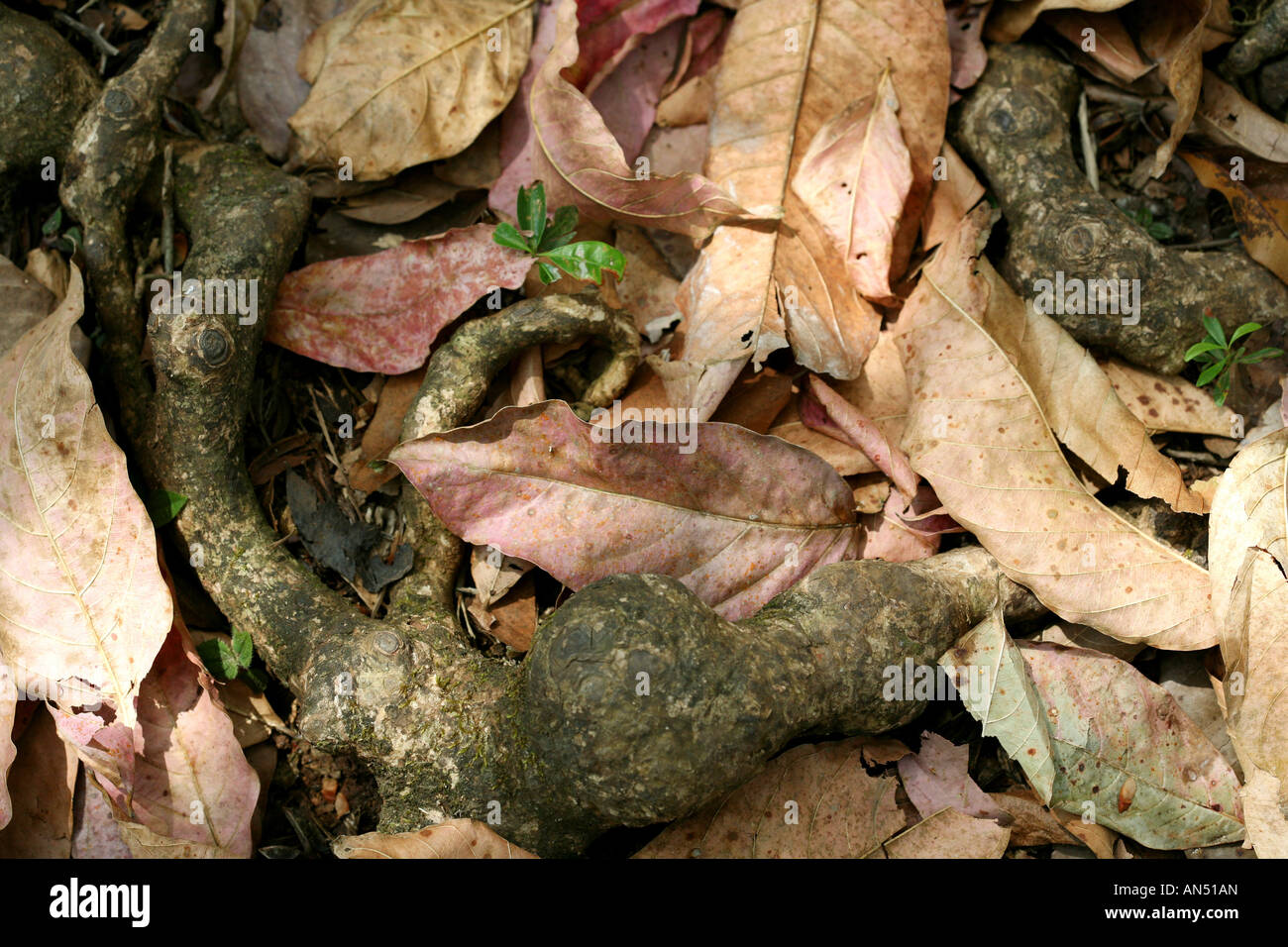 Asciugare le foglie nel pavimento di una foresta tropicale al Parco Nazionale di Soberania a Città di Panama Foto Stock