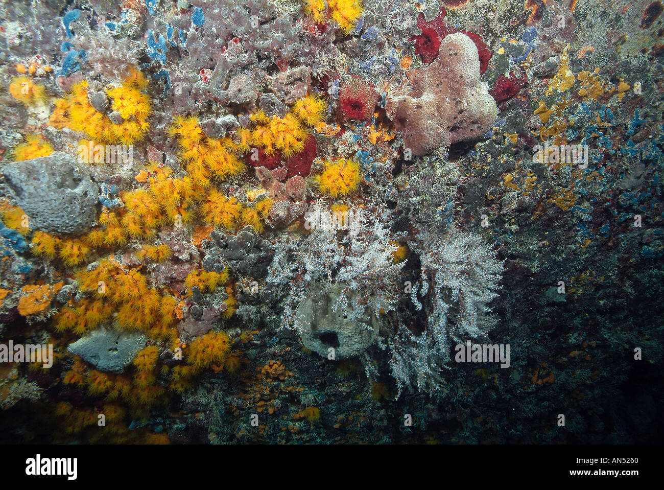 La vita marina che cresce su relitto Sapona, off Bimini Island, Bahamas Foto Stock