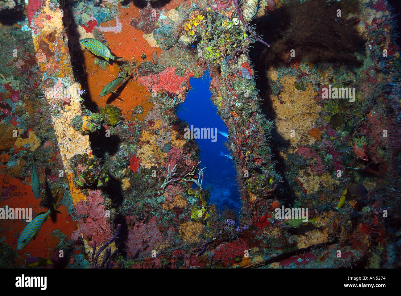 La vita marina che cresce su relitto Sapona, off Bimini Island, Bahamas Foto Stock