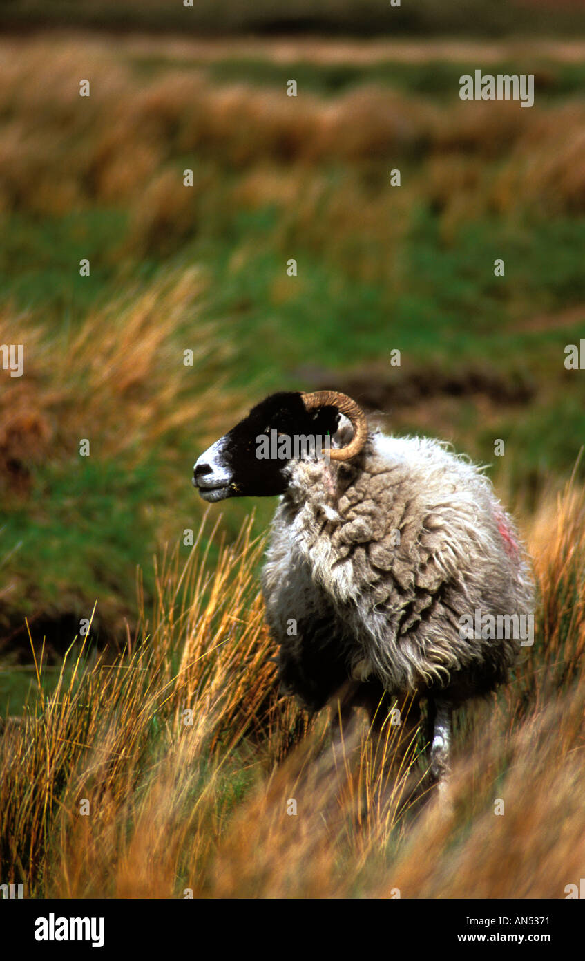 Swaledale pecore, Meltham, West Yorkshire, Inghilterra, Regno Unito. Foto Stock