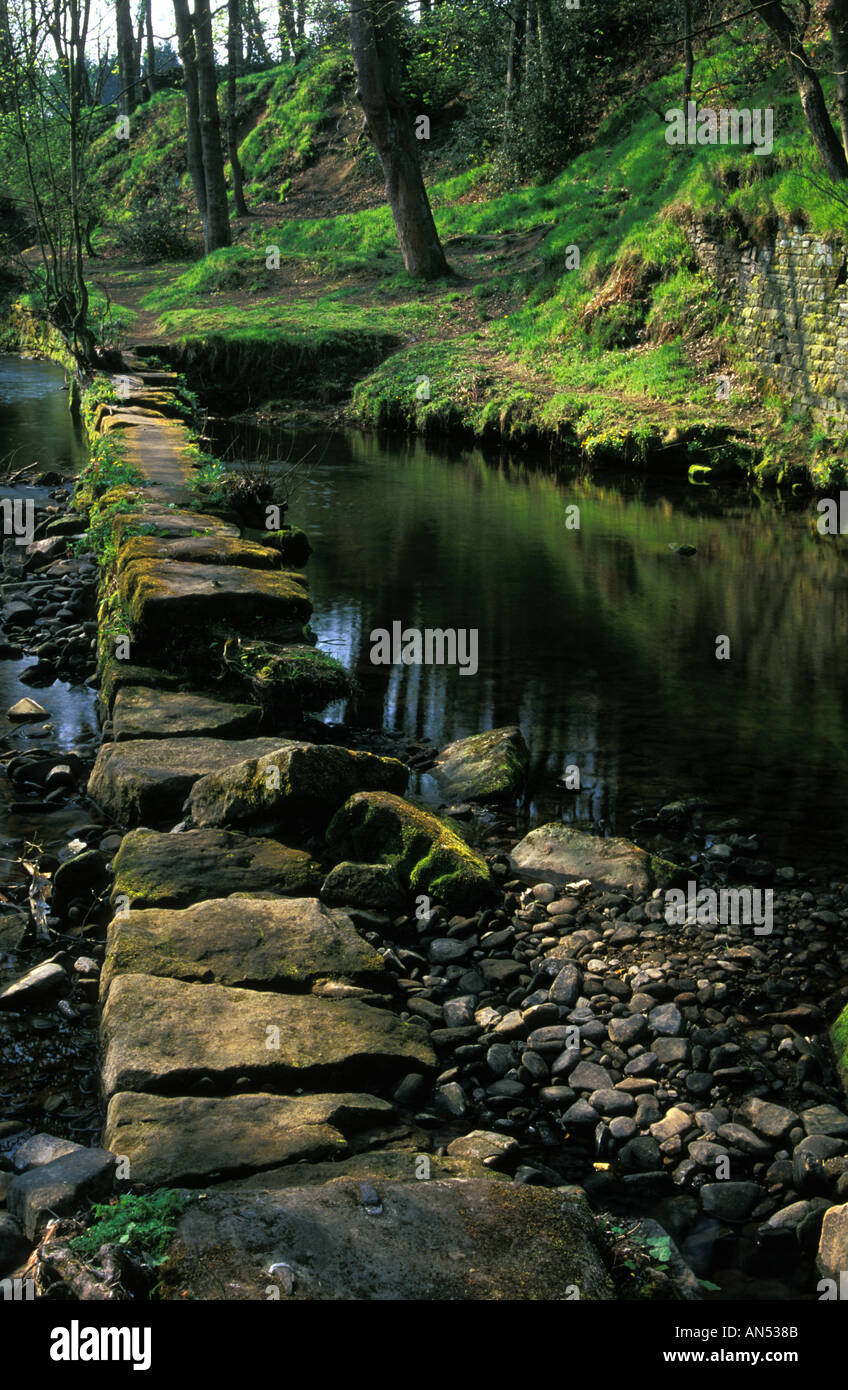 Washpits Hagg, legno, Honley, West Yorkshire, Inghilterra, Regno Unito Foto Stock