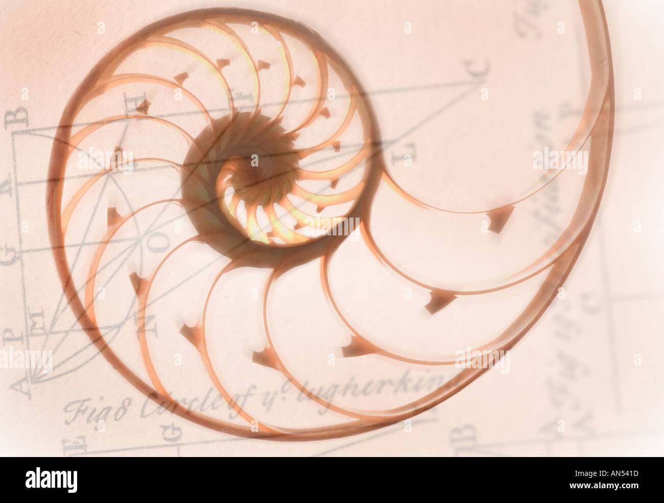 Una spirale a forma di guscio di Nautilus Foto Stock