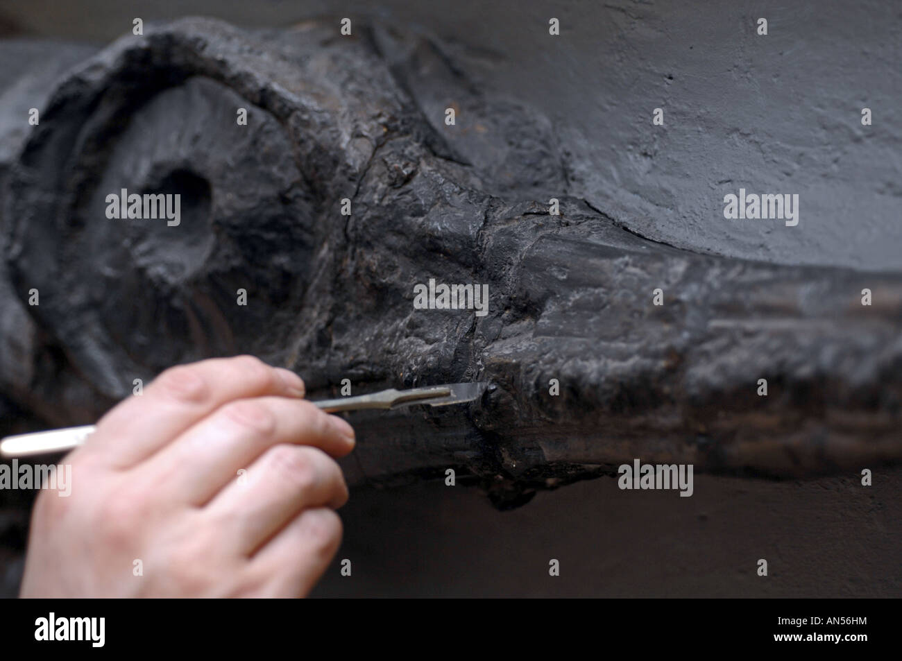 Specialista di pulizia di un museo Ichthyosaur (Leptopterygius tenuirostris) fossili di dinosauro Foto Stock