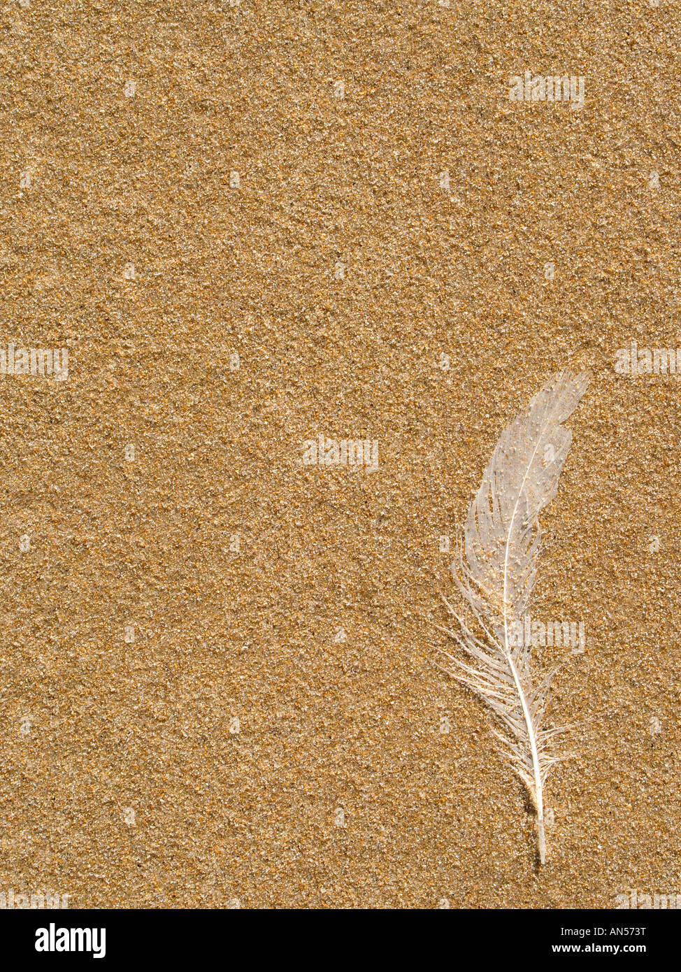 Perso il gabbiano bianco cast piuma sulla sabbia Foto Stock
