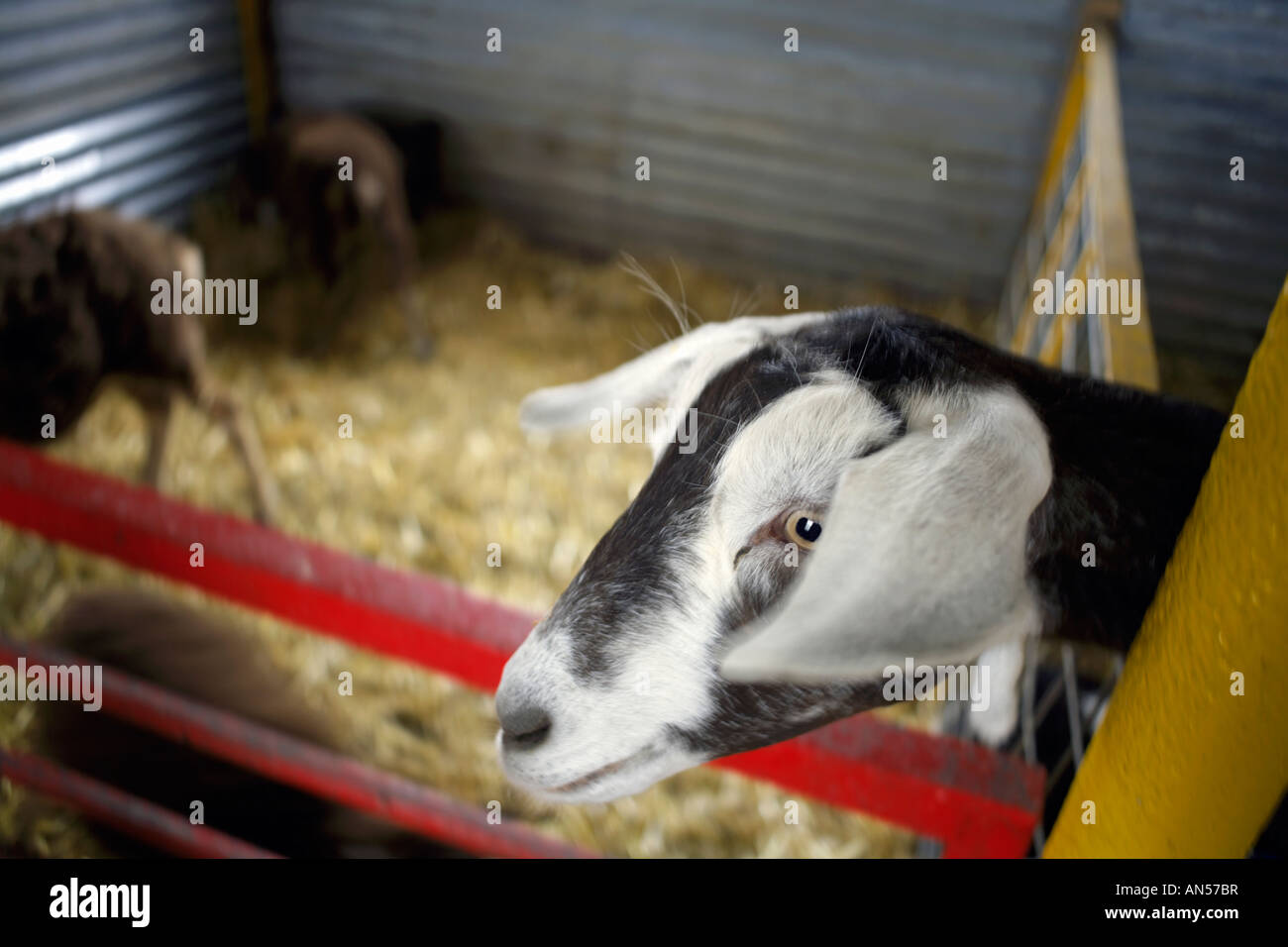Toggenburg capra in una penna Wiltshire, Inghilterra agricoltura inglese Foto Stock