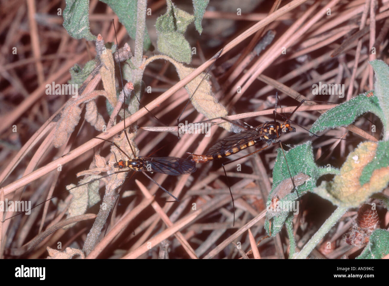 Gru da mosche, Nephrotoma crocata. Coppia coniugata Foto Stock