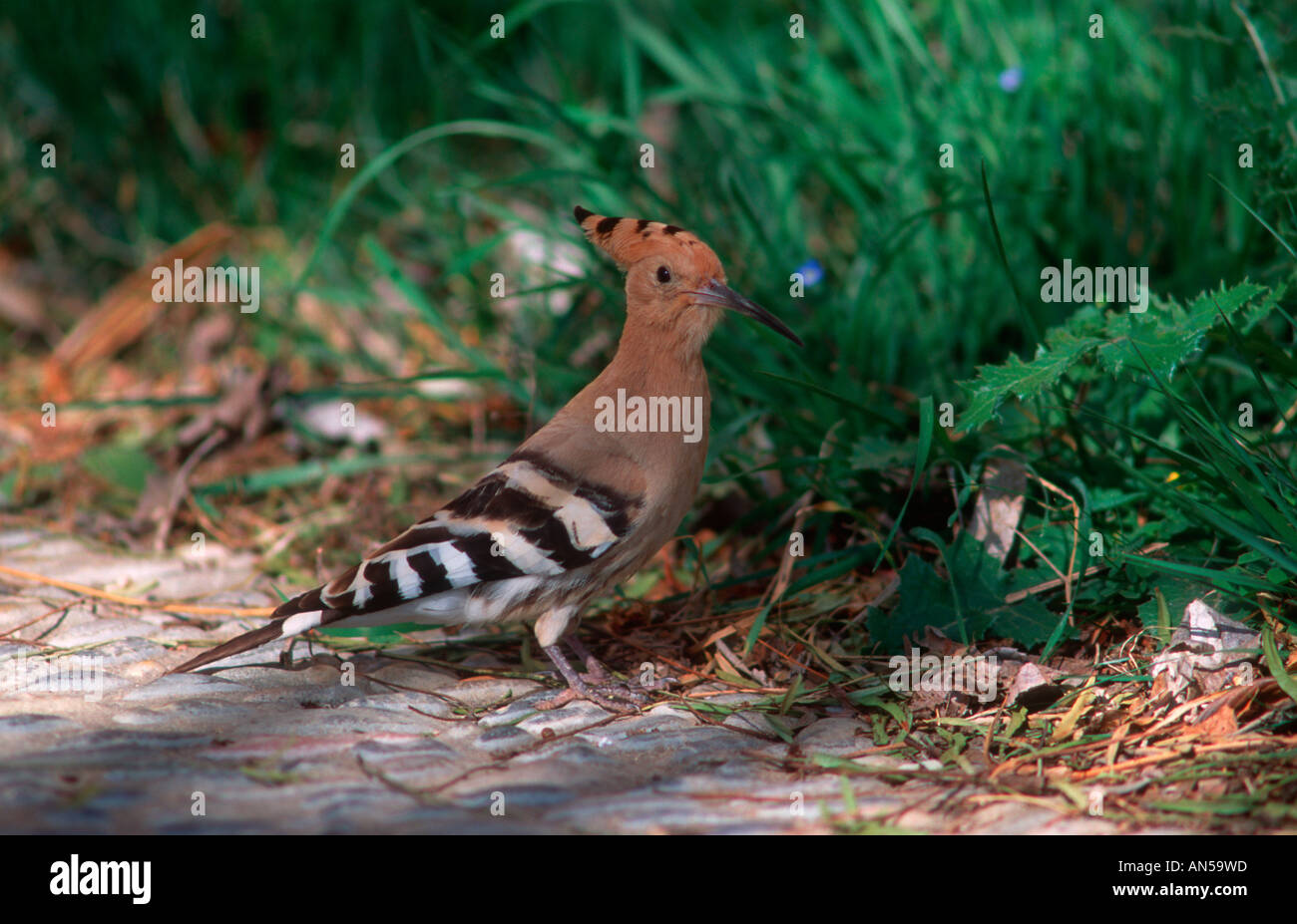 Upupa, Upupa epops. Sul terreno Foto Stock