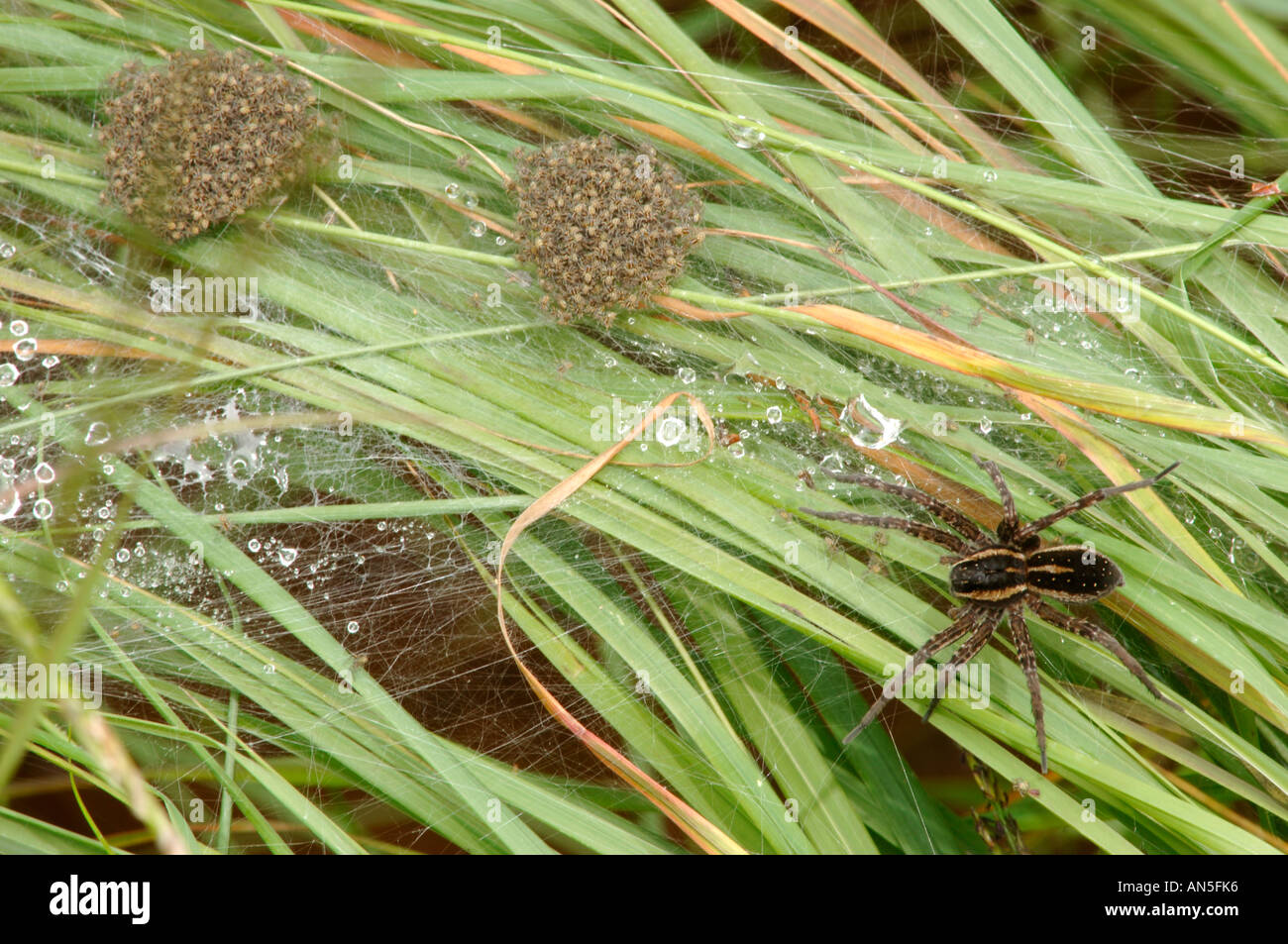 Raft Spider e giovani Foto Stock